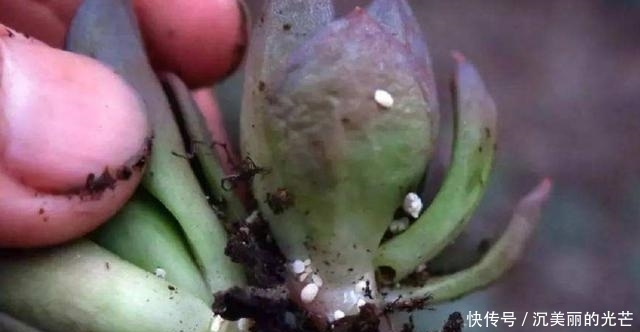 「密密麻麻」多肉生了蚧壳虫？密密麻麻头皮疼，用这2个小方法，一次杀除干净