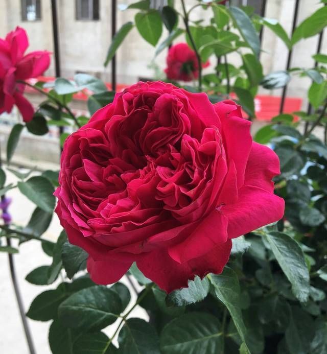 『红龙』红龙月季花苞总是有黑斑就是不绽放是怎么回事3个原因不能忽视