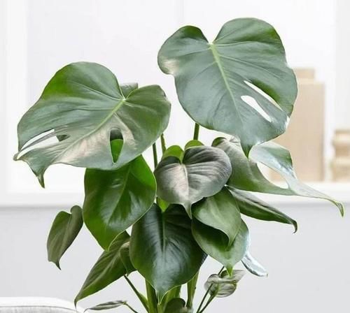  『盆栽』室内养6种植物，能净化空气环境，点缀家居、有益健康