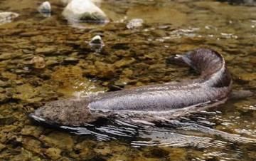  神兽：张家界的“守护神兽”，全世界最大的大鲵，现如今已经200