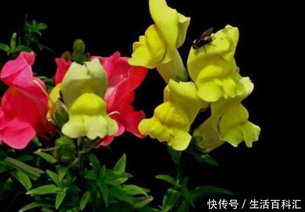 『虎皮兰』这3种花,不仅自带“金贵”,还能去霉运迎财运,每种都有好兆头