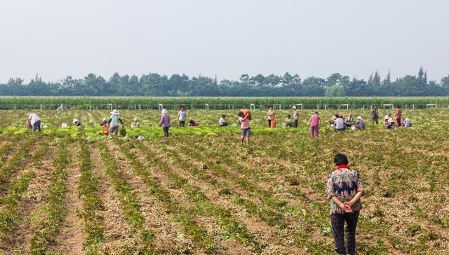  「大妈」农村大妈包地种百亩花生，每斤只卖1块5，这样种地能挣