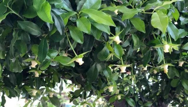  「金弹子开始开花」金弹子进入花期，想提高坐果率，养护工作要重视