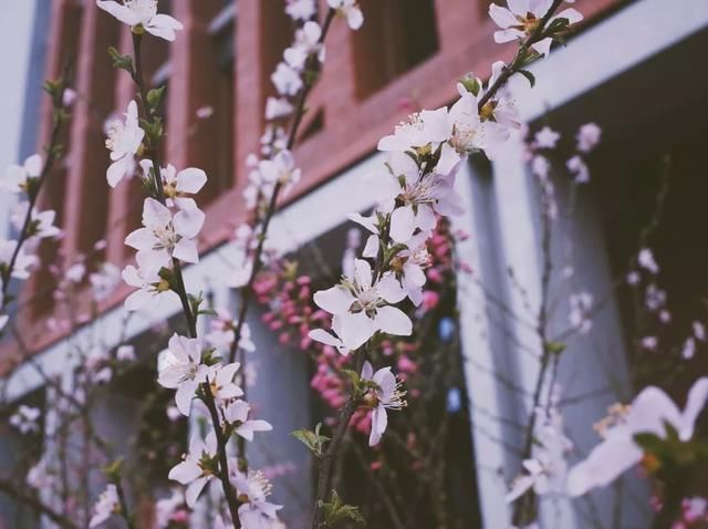 春天，中国最美10座大学，多想回去谈一场恋爱