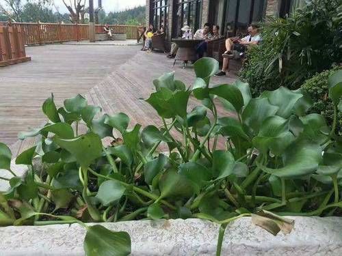 入侵我国的物种“水葫芦”，如今都去哪了？老外：中国人真聪明！