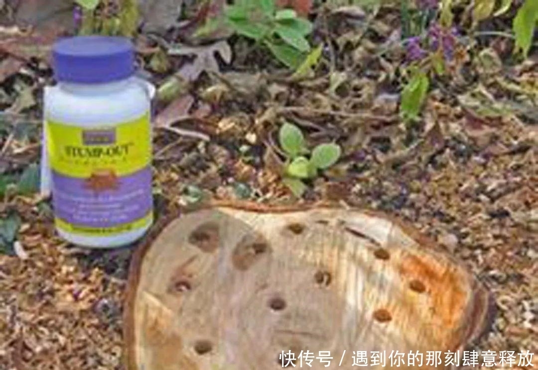 除草剂|门前大树桩用这些方法就能轻松去除,你更青睐哪种技巧?