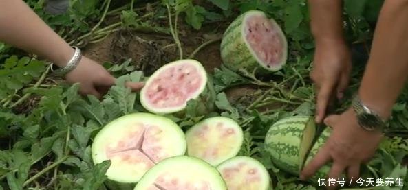 大爷种出七亩“棉絮瓜”，皮厚空心、瓜瓤像棉花，5万斤瓜全废了