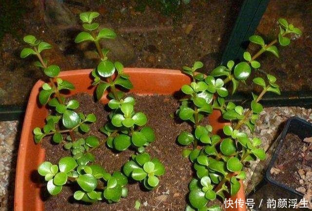 【枝条】路边挖一棵马齿苋,养成老桩做盆景,开花一层层,真值钱了