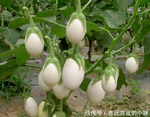 果实:阳台种植蔬菜首选白蛋茄,好看又美味,邻居见了表示羡慕!