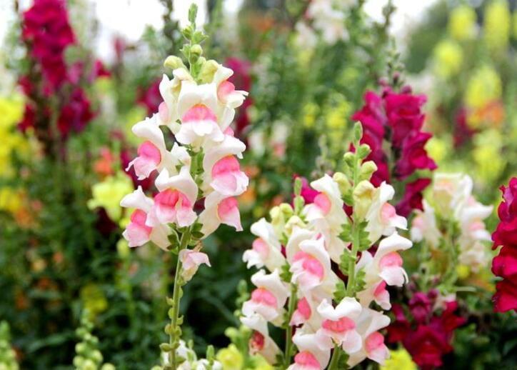  『漂亮』“4种花”，花型好看，开花量大，成片栽种更漂亮