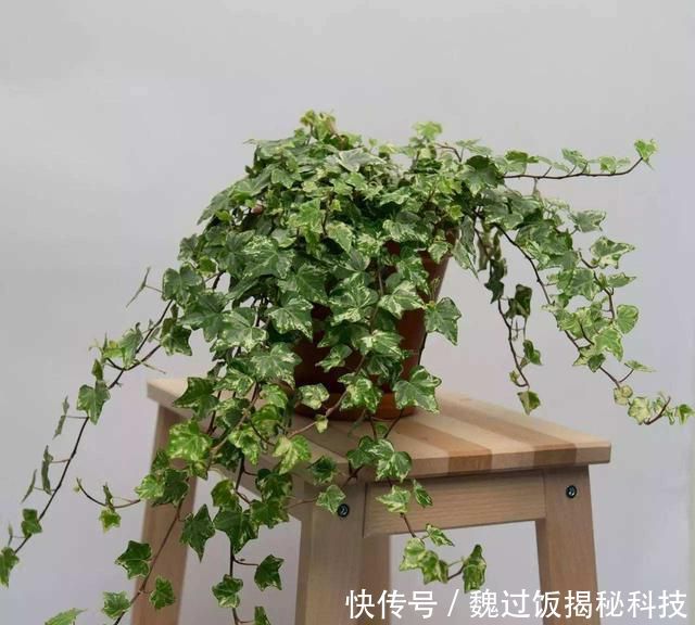  轻松：客厅养3种“绿植”，四季常绿，吸收灰尘又灭菌，轻松长爆盆