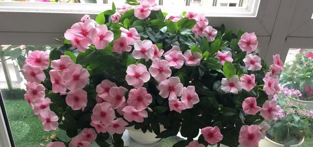  『值得』新手养花选这种，插个枝就能活，全年开花，花叶共赏，很值得拥有