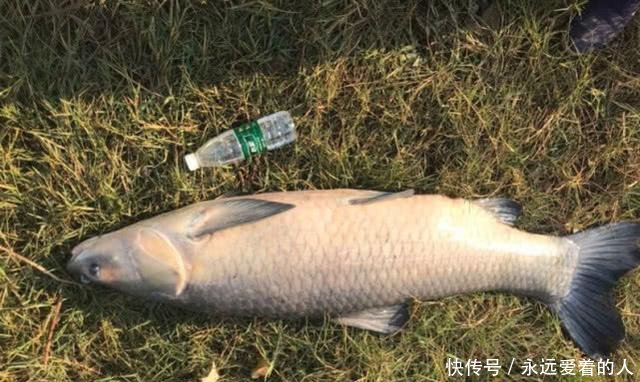  『想想』钓鱼几年从没钓到过大的认真想想，这些细节你是否从没注意过！