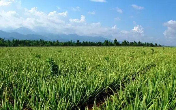  [种植芦荟]把它晒成25斤的话，一亩地能挣10000元，不是种新的风