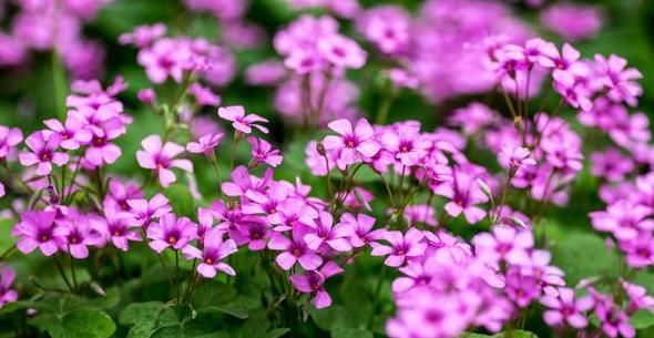 酢浆草品种:见过这么漂亮的“三叶草”吗?花色五彩缤纷,能开3个季度的花