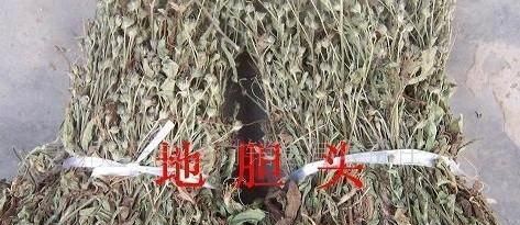 『种植』地胆头种植等技术