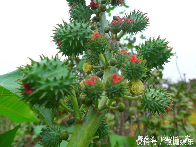  [武器]全身带刺的野果，曾被孩子当武器扔，如今市场需求大农民