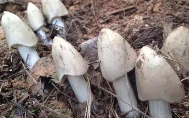 山里熟窝鸡枞菌“搬了家”！老农马上报案！罪魁祸首竟是蚂蚁