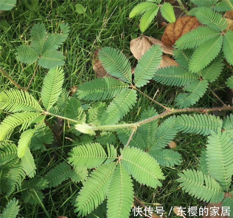  「轻柔」轻柔“绿盆栽”：它是气象播报员，有毒，别乱碰，别乱养！