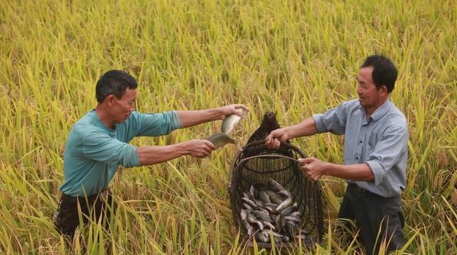  稻田■稻田除了种水稻，还可以开沟养这些东西，让农民的利润增加不少