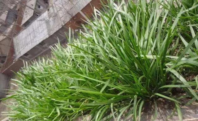  『阳台』韭菜在阳台上如何种植？种植过程需要注意哪些问题，种植要了解