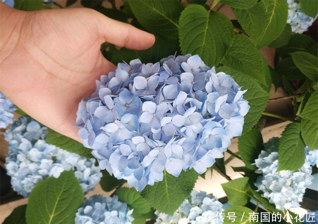 【绣球】绣球不调色,开“蓝花”?原因只有“1个”,用排除法找真相!