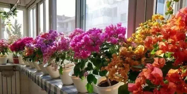  「三角梅」夏天养花选这款，越晒开花越美，整个夏天花开不断，开爆满盆！