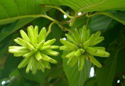  「品种」农村这种植物很稀少，曾经被农家人当柴烧，如今成国家保护品种