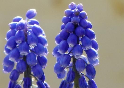  「花开」一种“葡萄花”养阳台，花苞一串串，花朵水灵灵，花开3月不间断