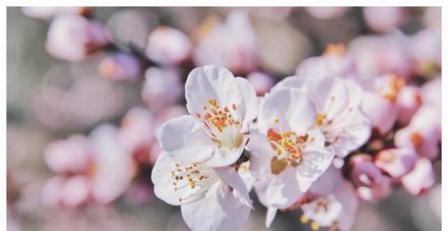  「桃花运」2020年里最容易遇到烂桃花的三大生肖，没有天长地久，可惜了