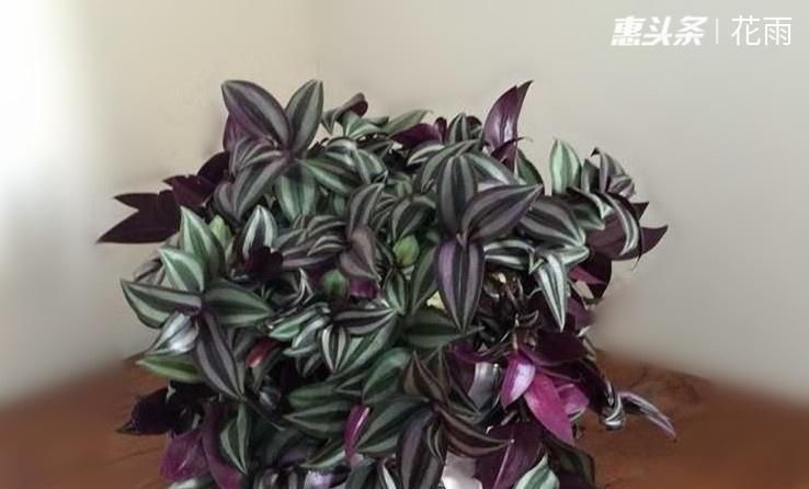  『枝条』吊竹梅怎样养护才能使它枝条粗壮，颜色发红，叶子比花好看
