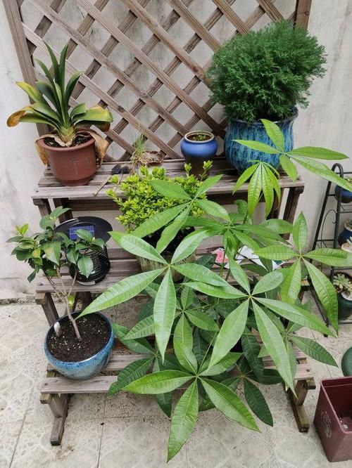  肥料■发财树生长季，几个施肥小窍门，不烧根不黄叶，枝条长成大伞