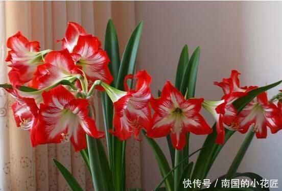 『茉莉花』喜欢在家中养护漂亮的花卉,就养护花色艳丽,花期长的5种花卉