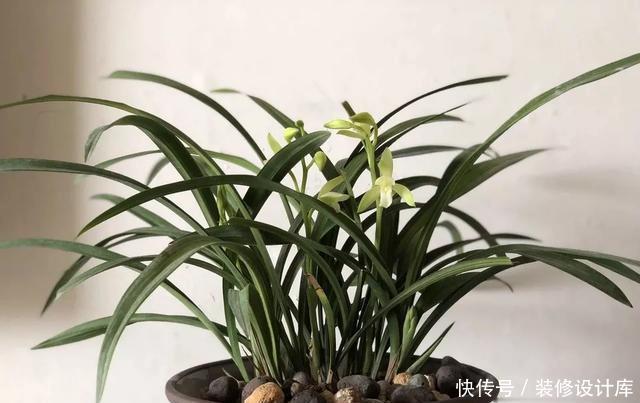 『花土才』养兰花,千万不能用黄土,山上捡点“松树皮”,服盆快开花多