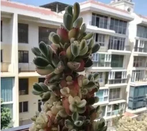  #观自#多年珍藏的生石花群生多肉，请欣赏！多肉植物说昨天观自在