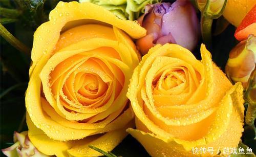 此花是光明之花,花开金光闪烁,似天边金色的阳光,给人无限光芒