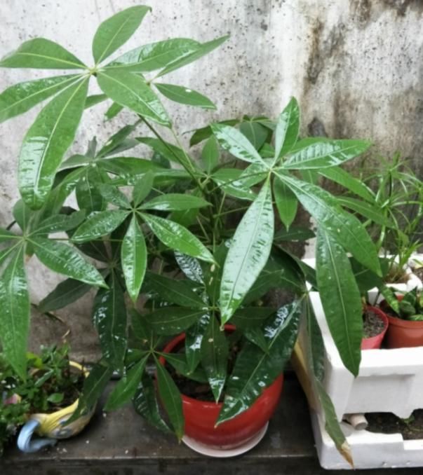  [绿植]最耐旱的绿植，越不浇水越长得好，一浇水就烂根！
