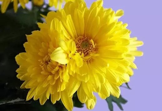  『家里』家里放这几种花草，预防大病小病，大家说神奇不神奇