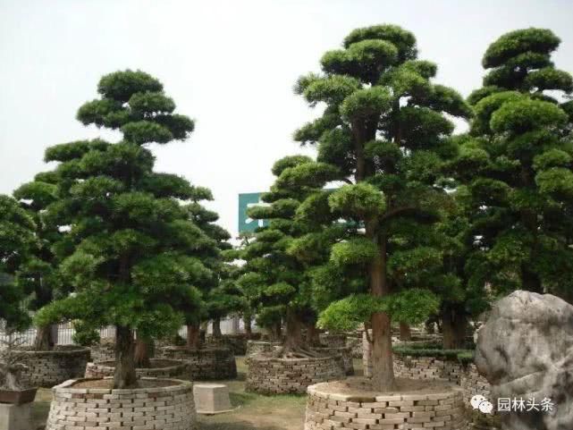【棕榈科伞形】558种 · 园林植物配置大全