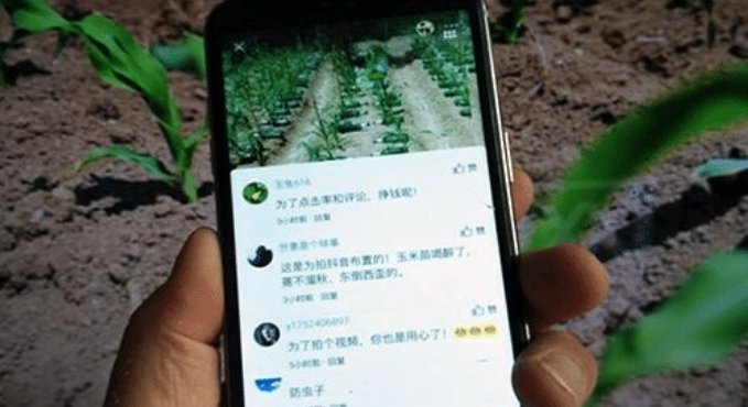  「玉米苗」山东一农民脑洞大开，一棵玉米苗旁边放个啤酒瓶，高