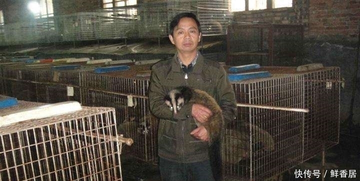  【养殖果子狸】曾是农村的野物，人工养殖后如今价格直逼200元一