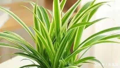 吊兰叶子:让吊兰疯狂抽藤开花,给你说个小方法