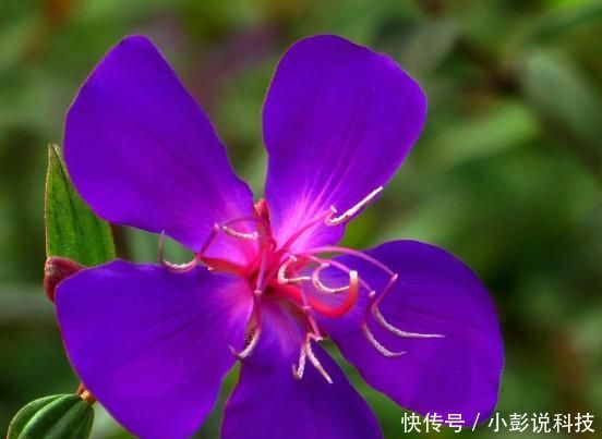 『牡丹』野牡丹的养殖方法是什么