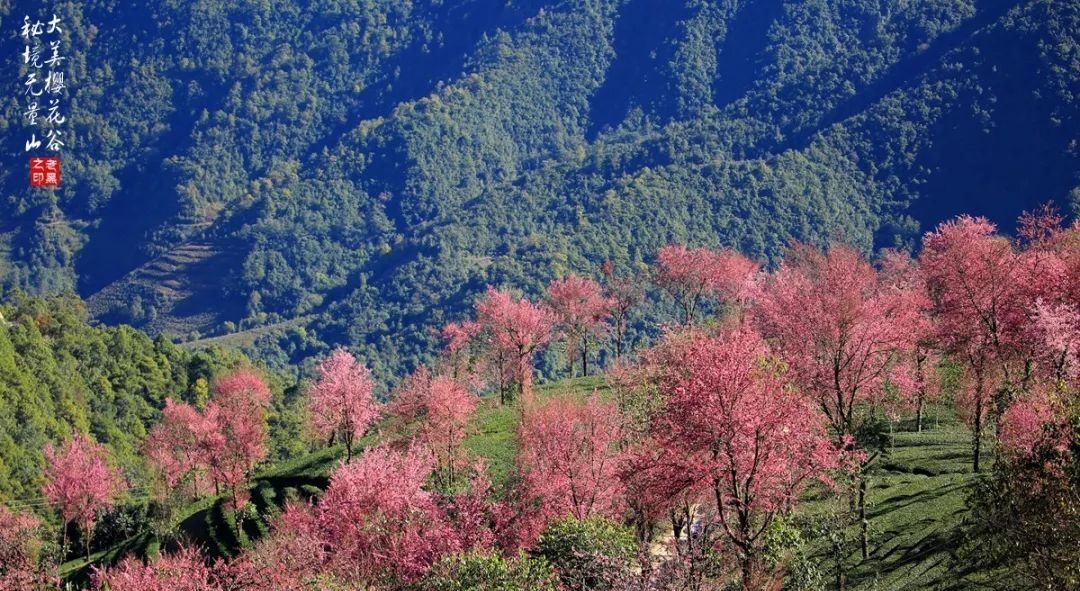 大美无量丨樱花谷的樱花又开了，未来20天，赏花正当时