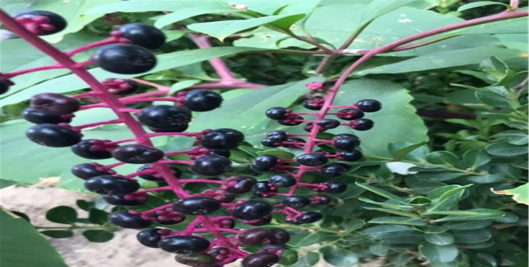  『绿色植物』为大家普及六种有毒花，看见绕道走，千万要当心哦！