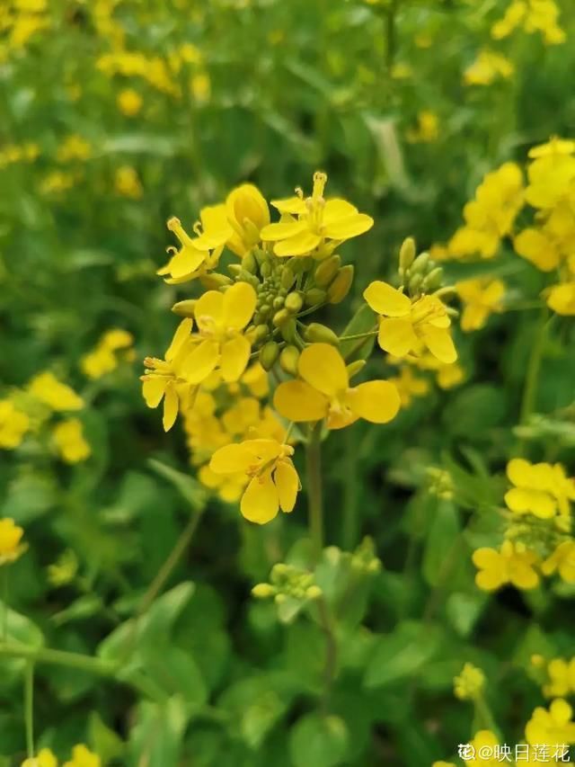  开出漂亮■阳春三月，出门踏青，原来有这么多漂亮花！
