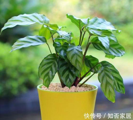 『观叶』竹芋观叶价值高,比五彩斑斓的花更美,养好了也能开花