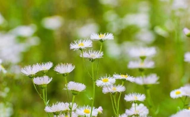  「春天」野菊花也有春天，一年蓬，可能是这个季节里最为常见最蓬勃的野花