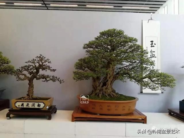  「作品」有年功的盆景，品相好，价值高！