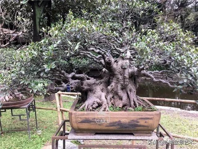  「作品」有年功的盆景，品相好，价值高！
